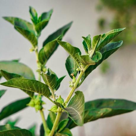ashwagandha ervas de ginseng indiano, groselha venenosa ou cereja de inverno benefícios de ashwagandha para perda de peso e cuidados de saúde dose matinal