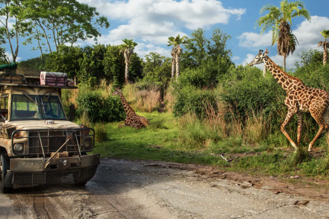 um caminhão dirigindo ao lado de girafas durante o passeio de safári kilimanjaro no parque temático reino animal da disney