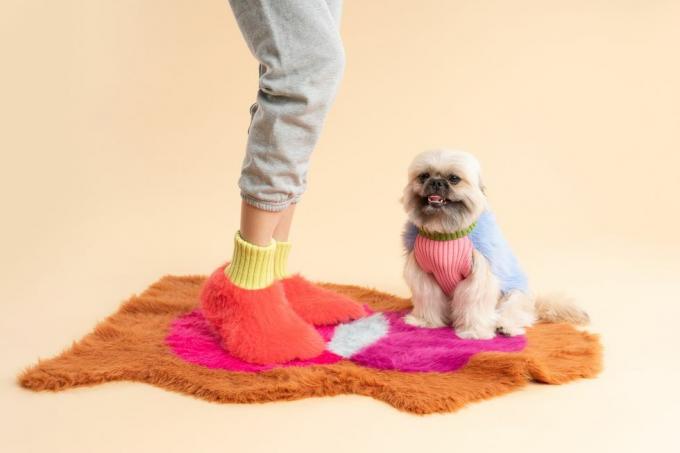 um cachorro vestindo um suéter e uma camisa rosa